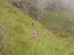 Disa dracomontana